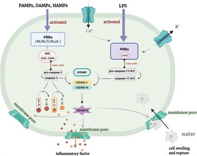 Advances in the Relationship Between Pyroptosis and Diabetic Neuropathy